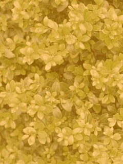 Густая листва обои