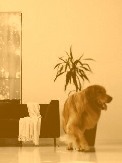 Собака в быту обои