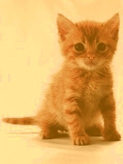 Котенок обои