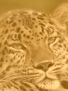 Злопасный ягуляр обои