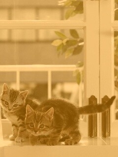 Милые котята обои