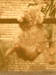 Мокрая киска обои