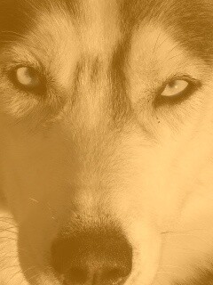 Собака с голубыми глазами обои