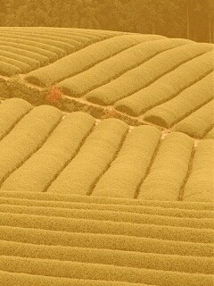 Красивые гряды обои