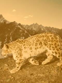 Леопард обои