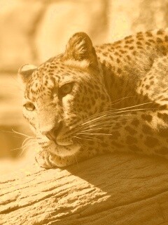 Отдых леопарда обои