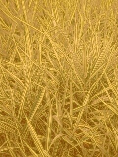 Дикая трава обои