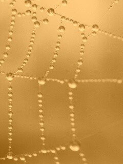 Капли на паутине обои