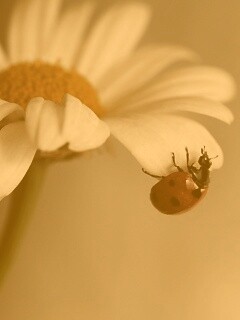 В гости к ромашке обои