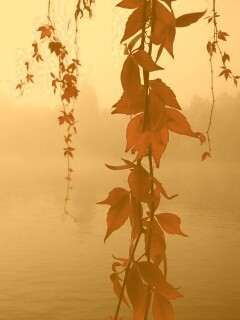 Ветви красного дерева обои