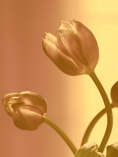 Сиреневые цветы обои