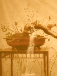 Карликовое дерево обои