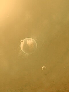 Колония-0046 обои