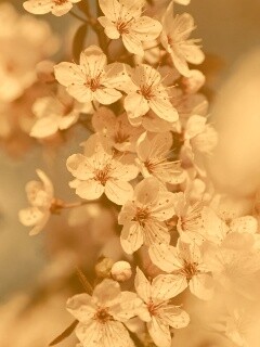 Цветение вишни обои