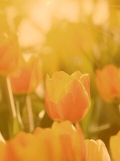 Солнечные тюльпаны обои
