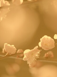 Цветущая вишня обои