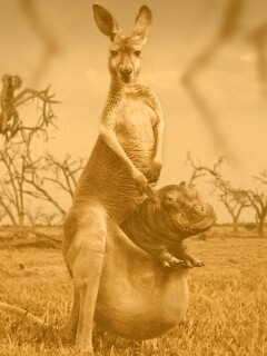 Кенгуру с бегемотом в сумке обои