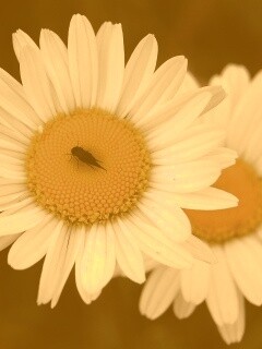 Ромашки обои