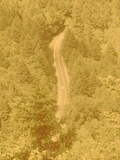 Лесная трасса обои