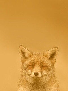 ^_^ Fox обои
