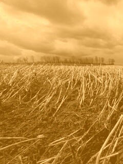 Убранное поле обои