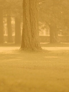 Ствол дерева обои