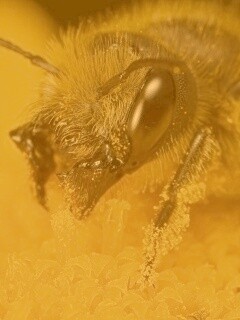 Пчела крупным планом обои