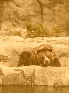 Медведь обои