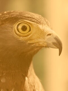 Взгляд орла обои