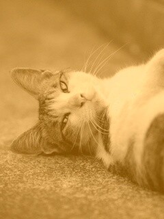 Кот лежит на спине обои