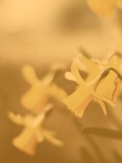 Нарциссы обои