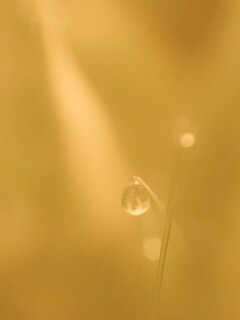 Роса на травинке обои