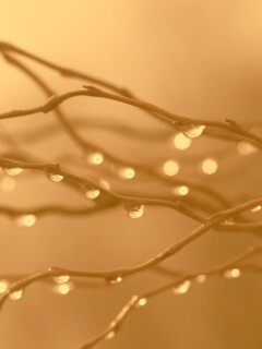 Капли на ветке обои