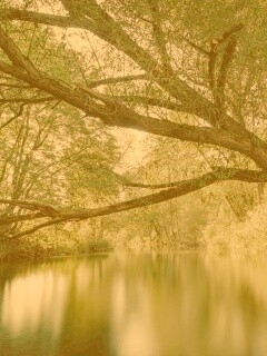 Спокойная лесная река обои