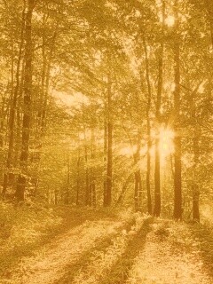 Свет сквозь деревья обои