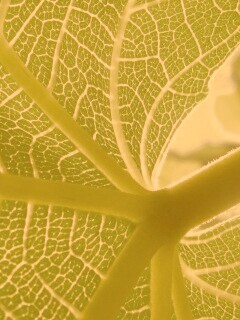 Внутренняя сторона листа обои