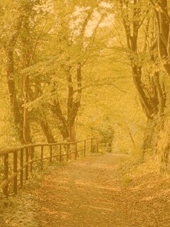 Лесная дорожка обои