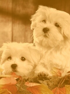 Два белых и пушистых пёсика  обои