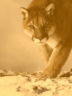 Пума с грозным взглядом обои