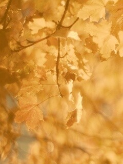 Жёлтые листья обои