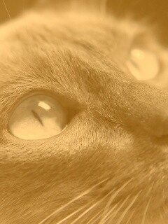 Кот с голубыми глазами обои