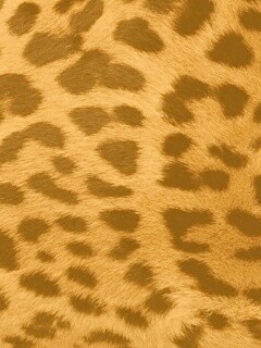 Шкура гепарда обои