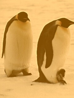 Семья пингвинов обои