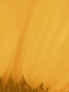 Жёлтый цветок обои