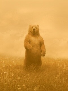 Медведь в одуванчиковом поле обои