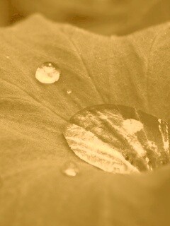 Капля в листе обои