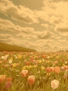 Поле тюльпанов обои