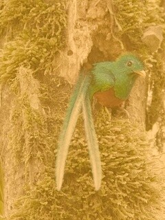 Райская птица в дупле обои