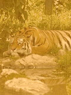 Тигр отдыхает обои