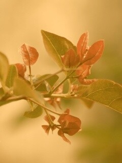 Разноцветные листья обои